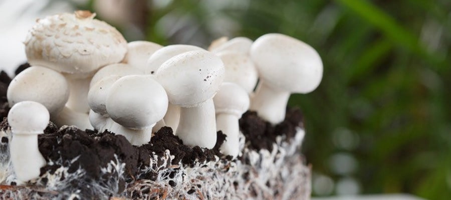 Mushroom mycelium as a promising future source of protein - WUR