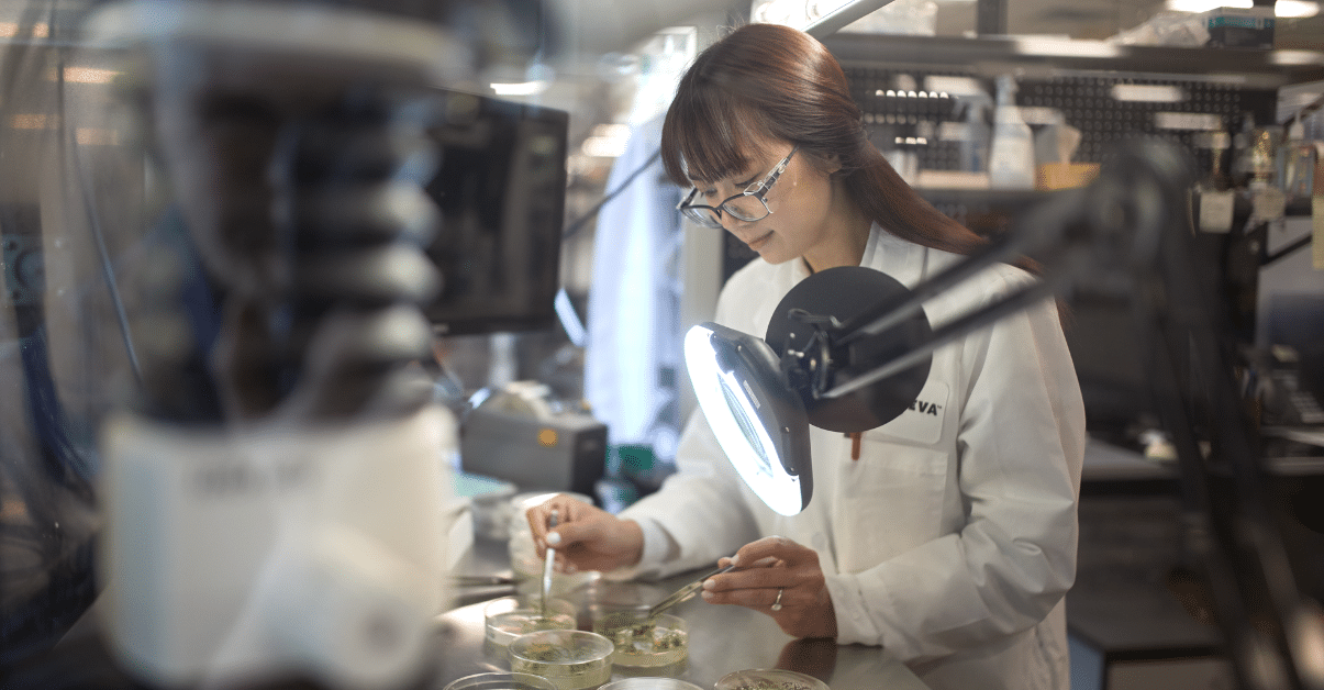 A female Corteva employee wearing protective glasses and a white lab coat manipulating plant tissue in petri dishes in a lab.